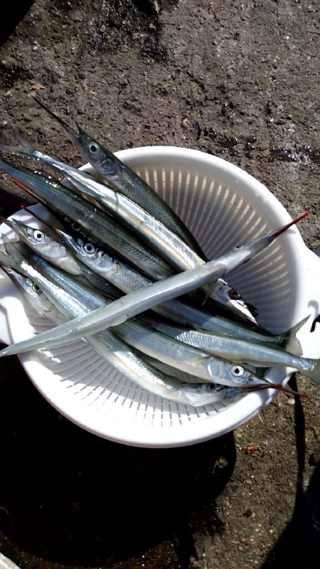 秋の風物詩　さより