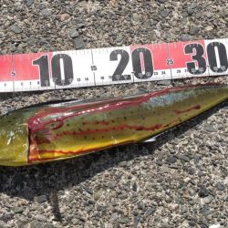 ぺんぺんシイラとサンバソウのせいでサヨリが釣れない