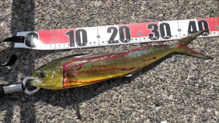 ぺんぺんシイラとサンバソウのせいでサヨリが釣れない