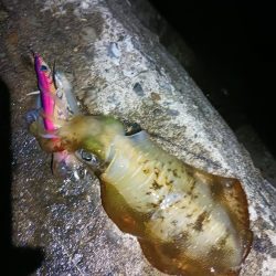 とりあえずアオリ6回目