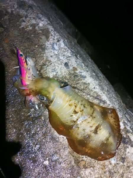 とりあえずアオリ6回目