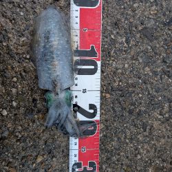 アジング、エギング