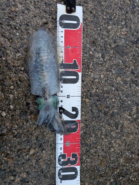 アジング、エギング