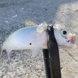 豆アジ湧いてます