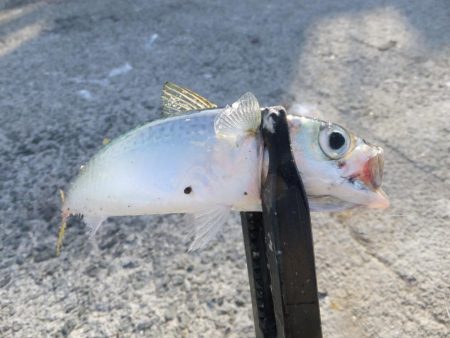 豆アジ湧いてます