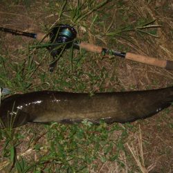 終盤戦のナマズ