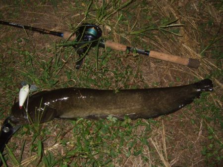 終盤戦のナマズ