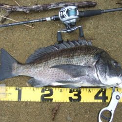 トップチヌはベイトと水深次第