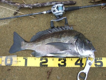 トップチヌはベイトと水深次第