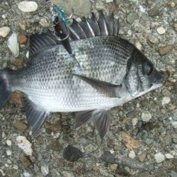 朝マズメは不発