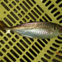 強風下のベイトアジングで中アジ