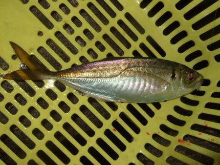 強風下のベイトアジングで中アジ