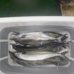 サワラキャスティング爆釣〜タツ建丸〜