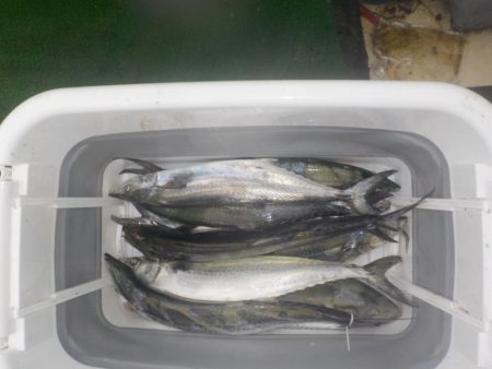 サワラキャスティング爆釣〜タツ建丸〜