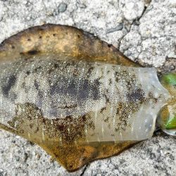 大きくなって帰ってきました!アオリさん