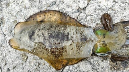 大きくなって帰ってきました!アオリさん