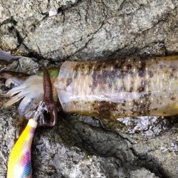 今シーズン初日本海