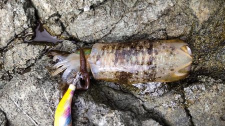 今シーズン初日本海