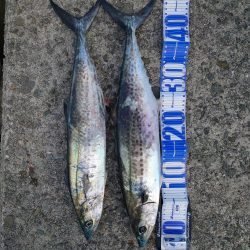 まだまだサゴシ