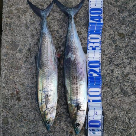 まだまだサゴシ