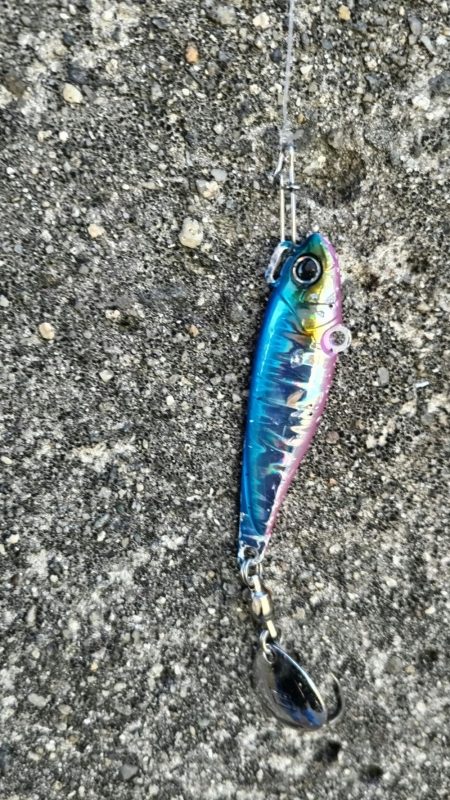 今日はこのジグ 最高でした。