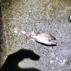 久しぶりの淡路島