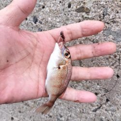 チャリ子がいっぱい