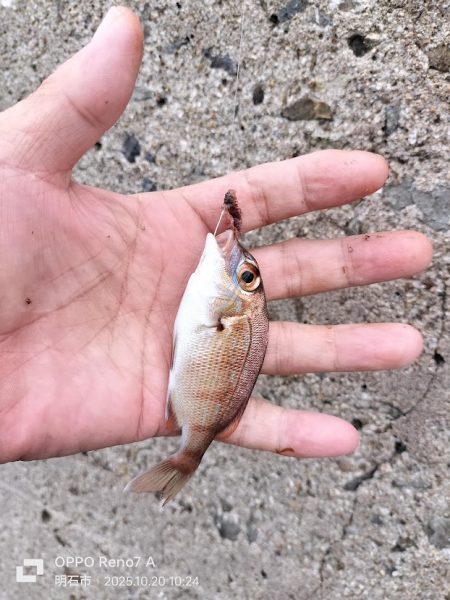 チャリ子がいっぱい