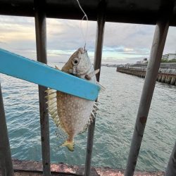 サビキの時期終了の使い現る