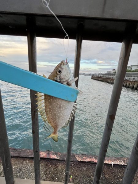 サビキの時期終了の使い現る