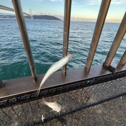 サビキ　冬の季節