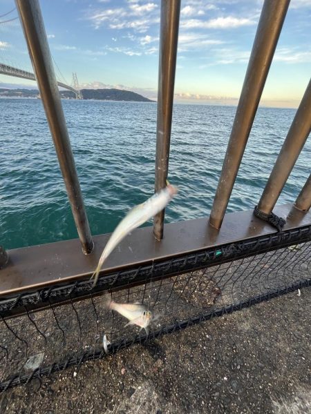 サビキ　冬の季節