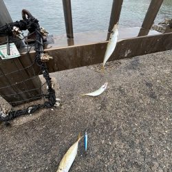 まだギリギリアジと遊ぶ