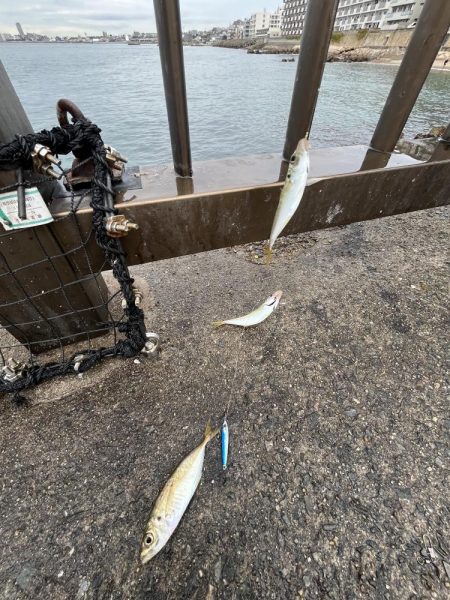 まだギリギリアジと遊ぶ