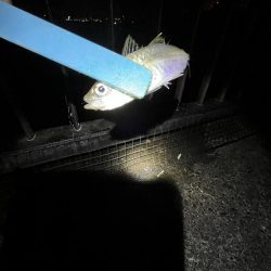 まだサビキはいけるはず‥