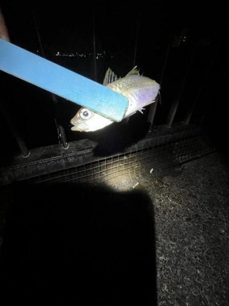 まだサビキはいけるはず‥