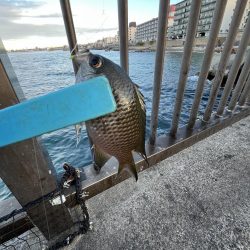 まサピキはは釣れそう？！