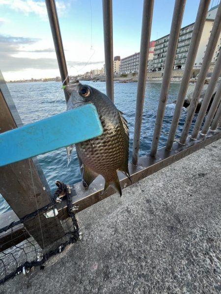 まサピキはは釣れそう？！