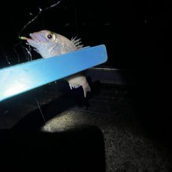 サビキはまだいける