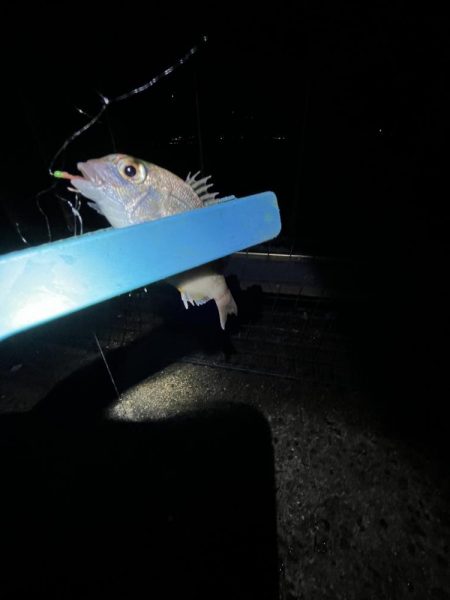 サビキはまだいける