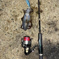 仕事帰りエギング①