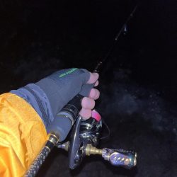 エギング 佐渡遠征④