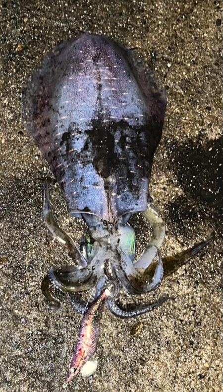 エギング 新潟市内ホーム釣行