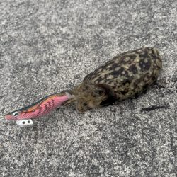 見とれていると