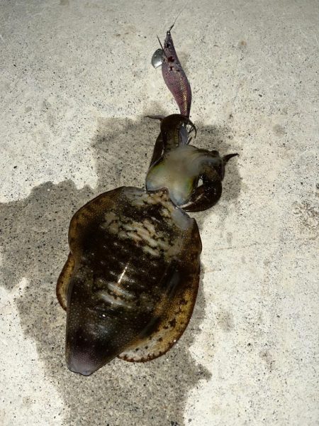 仕事帰りエギング②