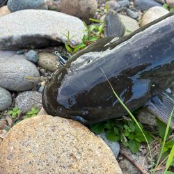 カナツルベ(かなつるべ)