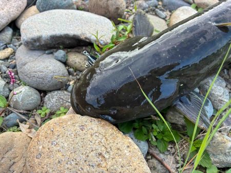 カナツルベ（かなつるべ）