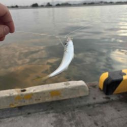 たかたかの釣り日記