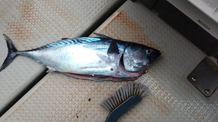 日本海ジギング