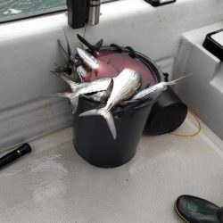 大阪湾インショアキャスティングでサゴシ祭り